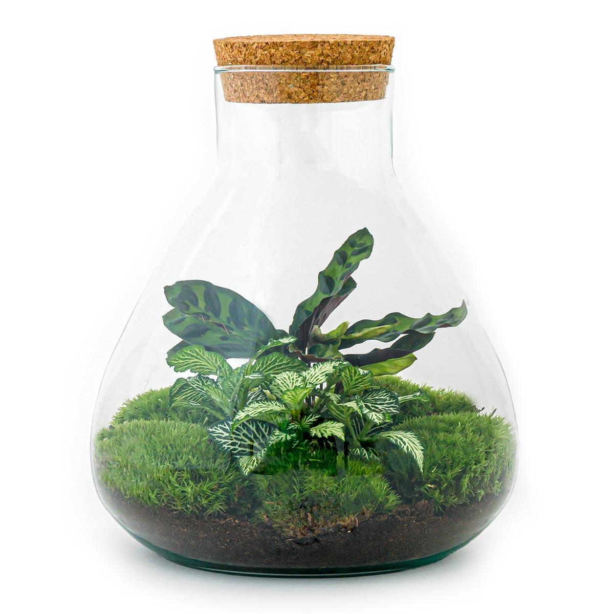 Sammie | DIY terrarium 1 - LushLeaf | Online planten bestellen