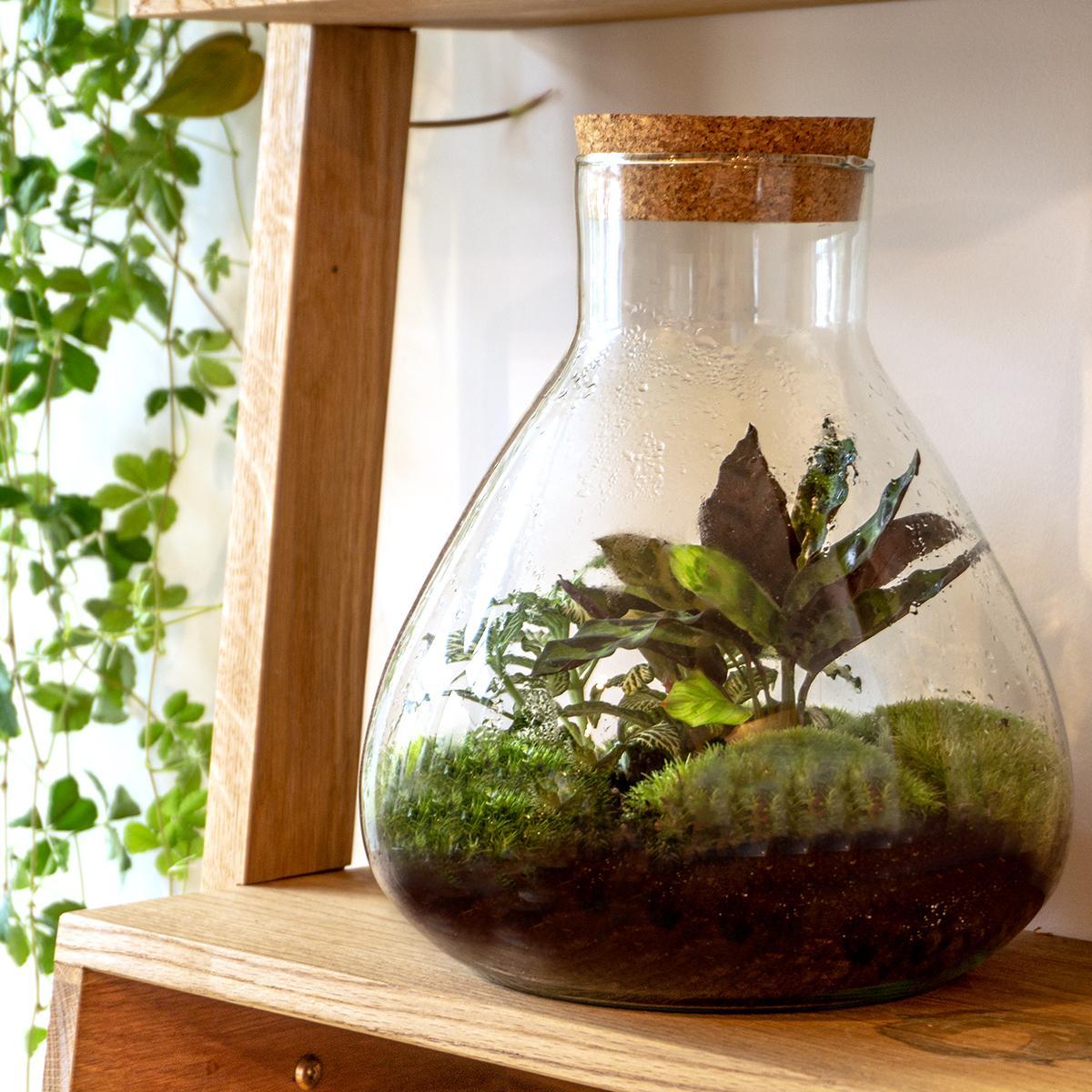 Sammie | DIY terrarium 3 - LushLeaf | Online planten bestellen