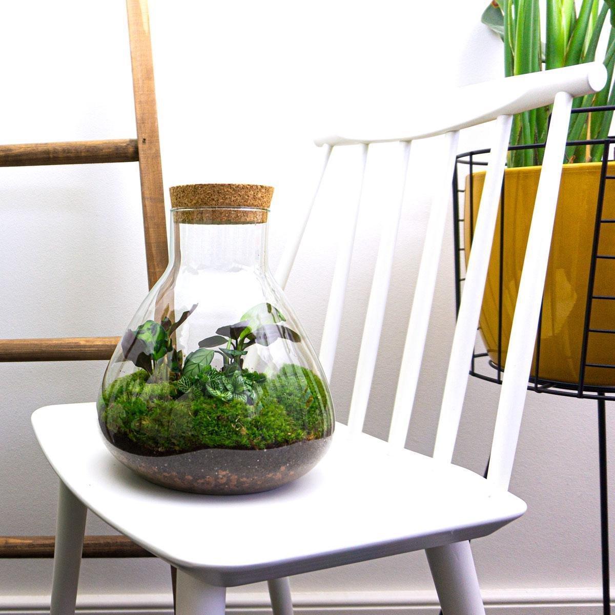 Sammie | DIY terrarium 4 - LushLeaf | Online planten bestellen