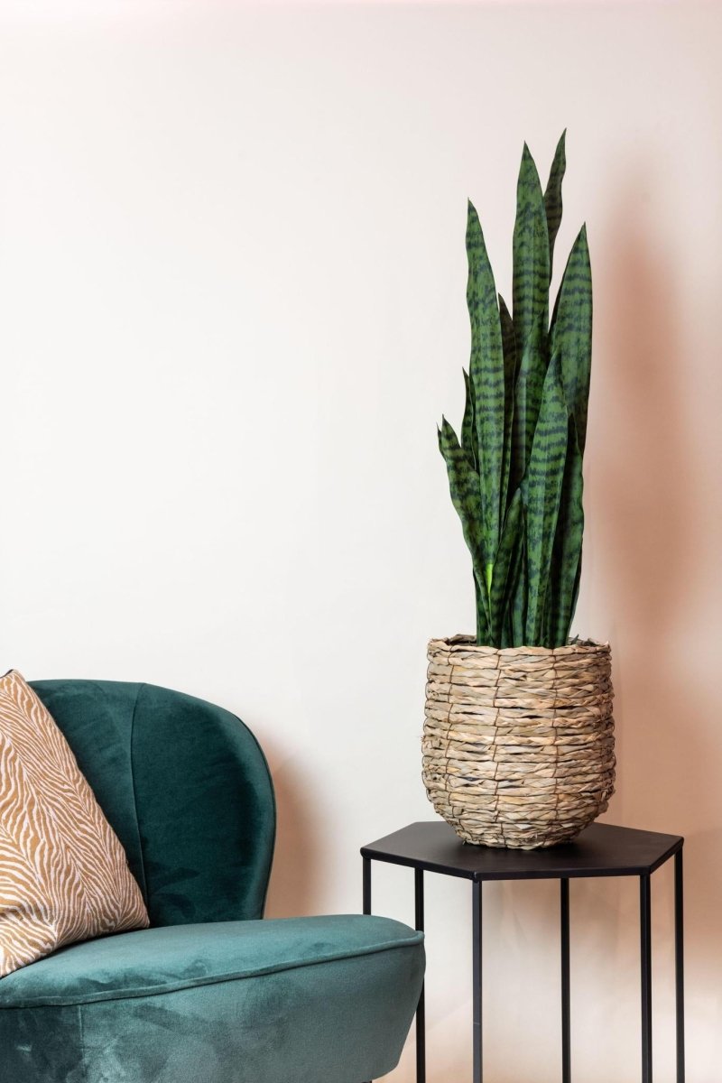 Sanseveria black coral - Vrouwentong | Kunstplant 3 - LushLeaf | Online planten bestellen