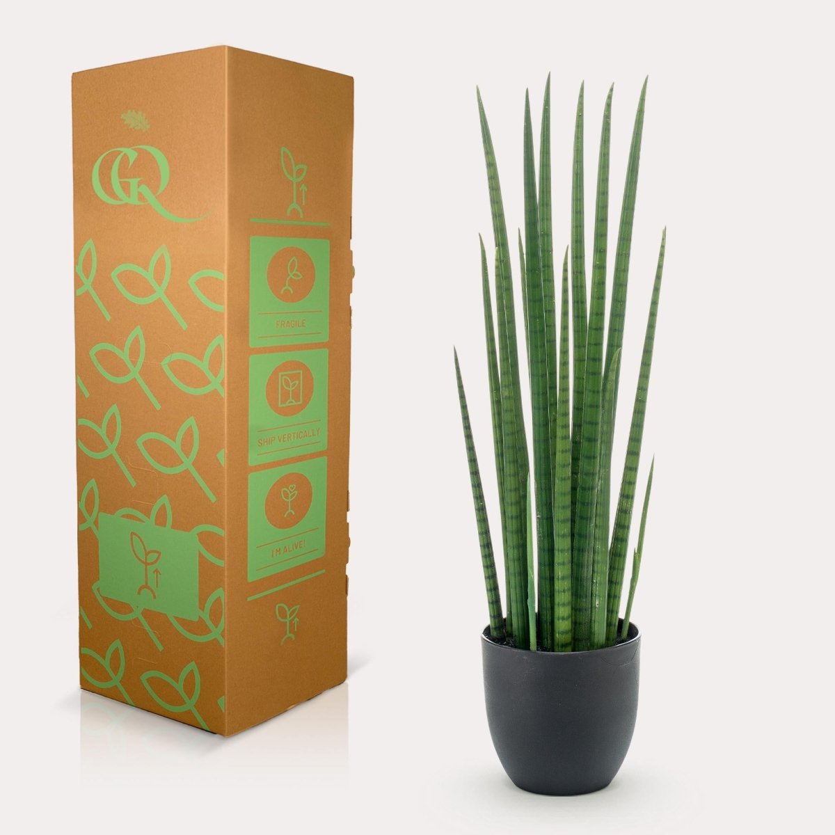 Sanseveria Cylindrica - Vrouwentong | Kunstplant 4 - LushLeaf | Online planten bestellen
