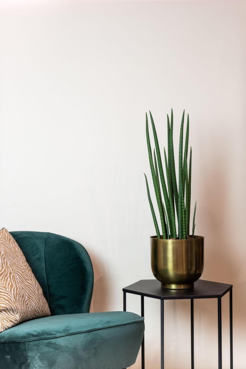 Sanseveria Cylindrica - Vrouwentong | Kunstplant 3 - LushLeaf | Online planten bestellen