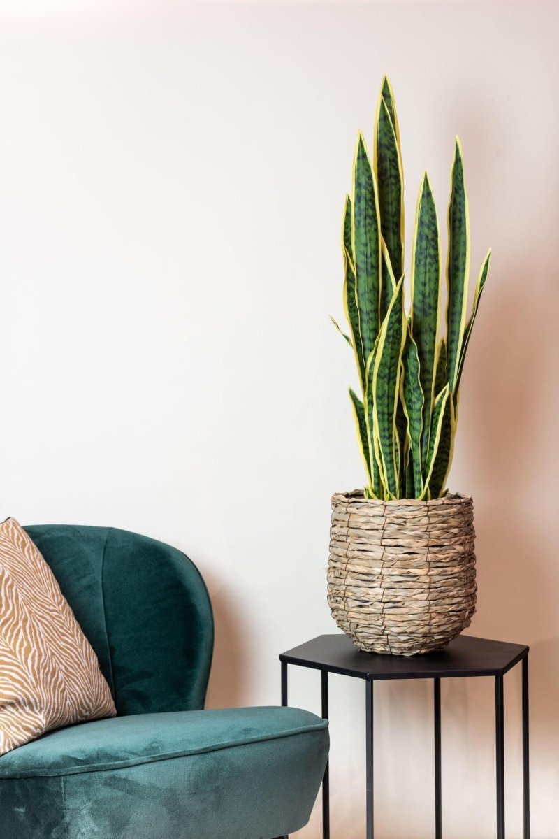 Sanseveria Trifasciata - Vrouwentong | Kunstplant 3 - LushLeaf | Online planten bestellen