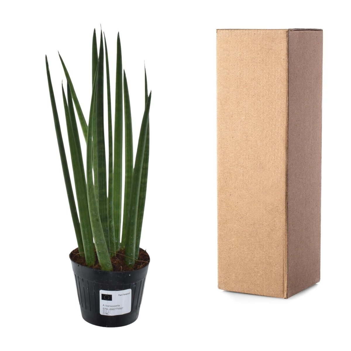 Sansevieria cylindrica Bacularis 4 - LushLeaf | Online planten bestellen