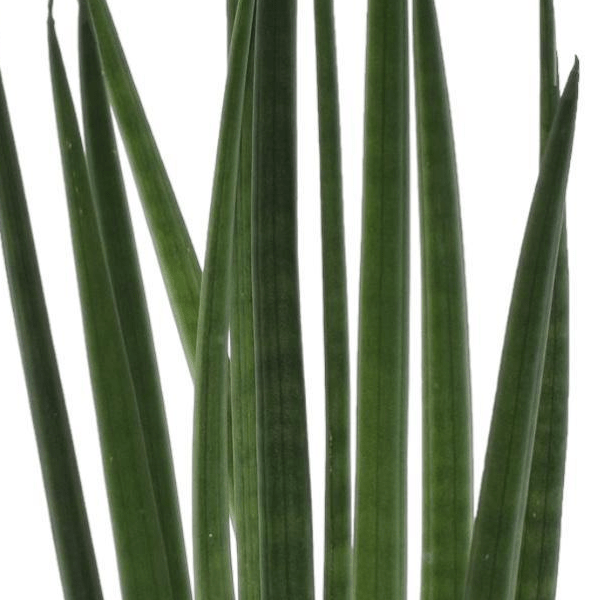 Sansevieria cylindrica Bacularis 2 - LushLeaf | Online planten bestellen