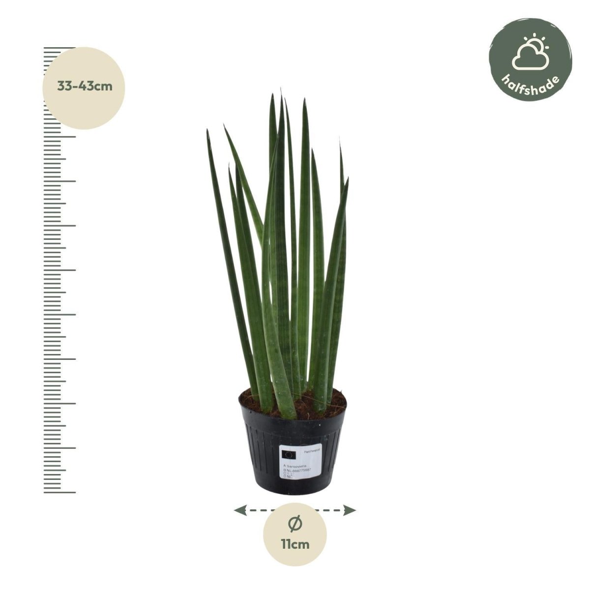 Sansevieria cylindrica Bacularis 3 - LushLeaf | Online planten bestellen