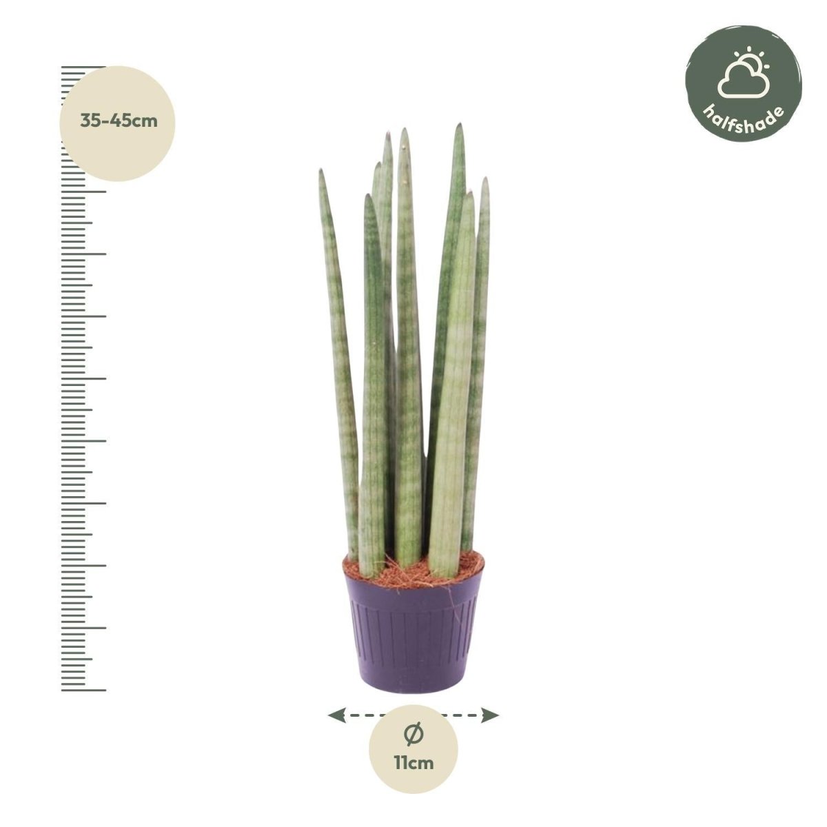 Sansevieria cylindrica Spaghetti 4 - LushLeaf | Online planten bestellen