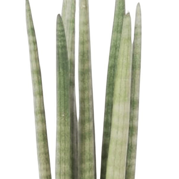 Sansevieria cylindrica Spaghetti 2 - LushLeaf | Online planten bestellen