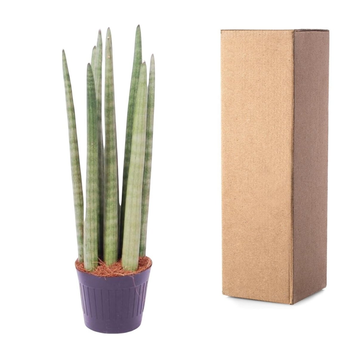 Sansevieria cylindrica Spaghetti 5 - LushLeaf | Online planten bestellen