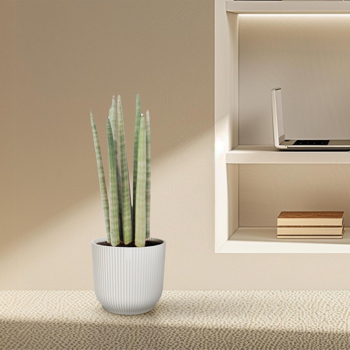 Sansevieria cylindrica Spaghetti 3 - LushLeaf | Online planten bestellen