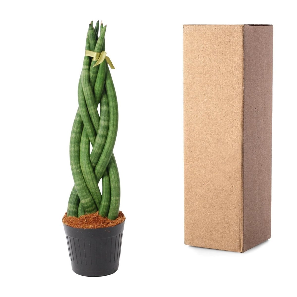 Sansevieria cylindrica Twist 5 - LushLeaf | Online planten bestellen