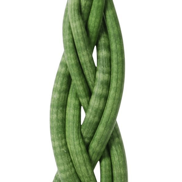 Sansevieria cylindrica Twist 2 - LushLeaf | Online planten bestellen