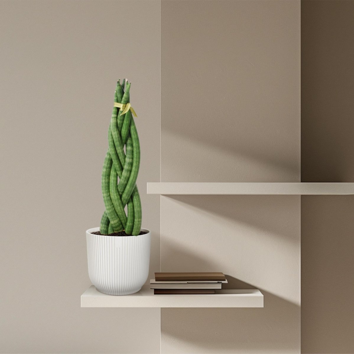 Sansevieria cylindrica Twist 3 - LushLeaf | Online planten bestellen