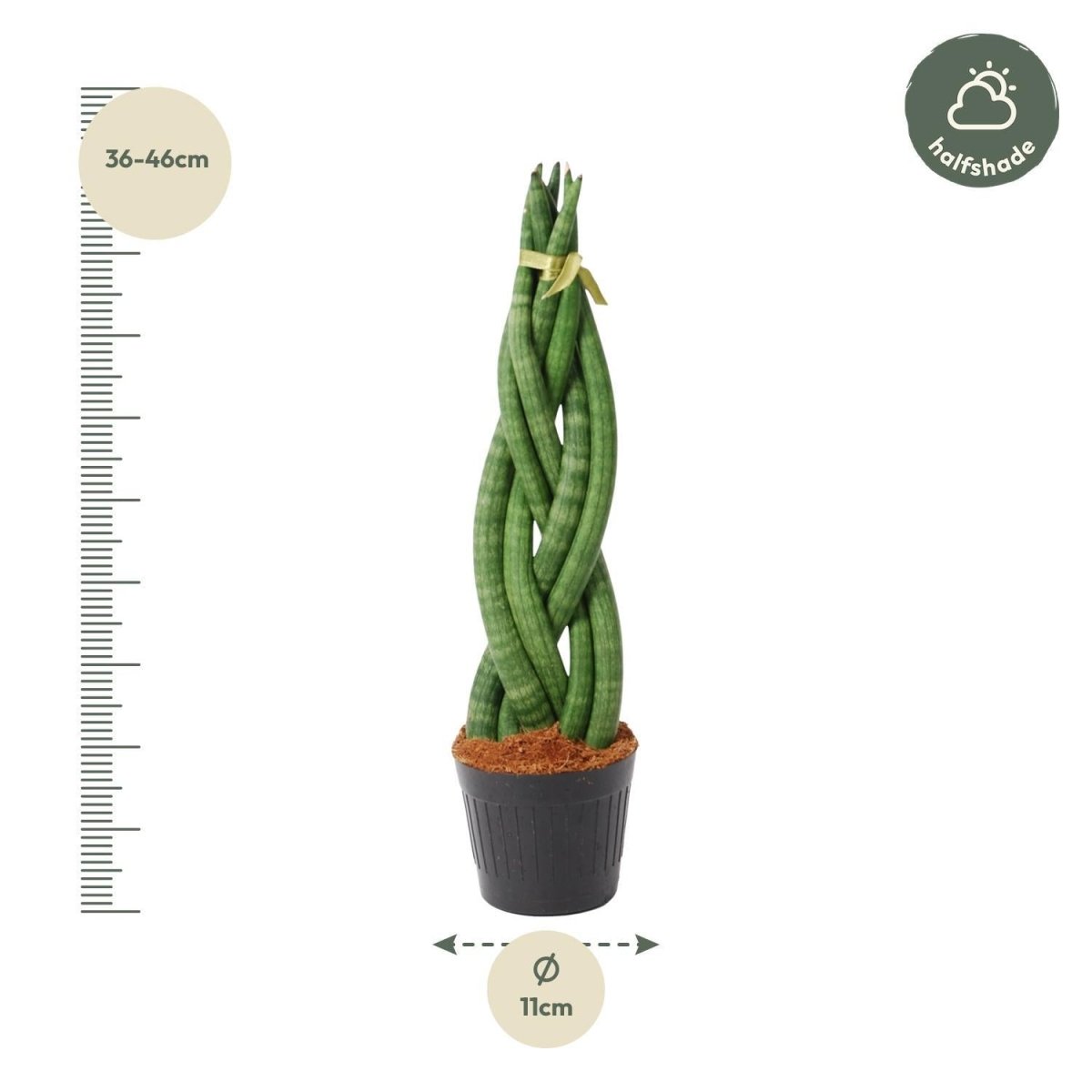 Sansevieria cylindrica Twist 4 - LushLeaf | Online planten bestellen