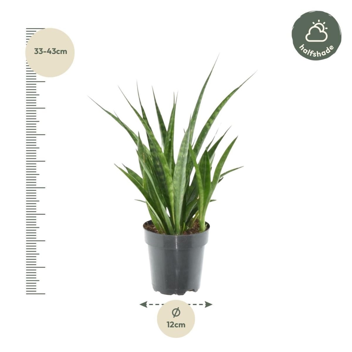 Sansevieria kirkii Friends 4 - LushLeaf | Online planten bestellen