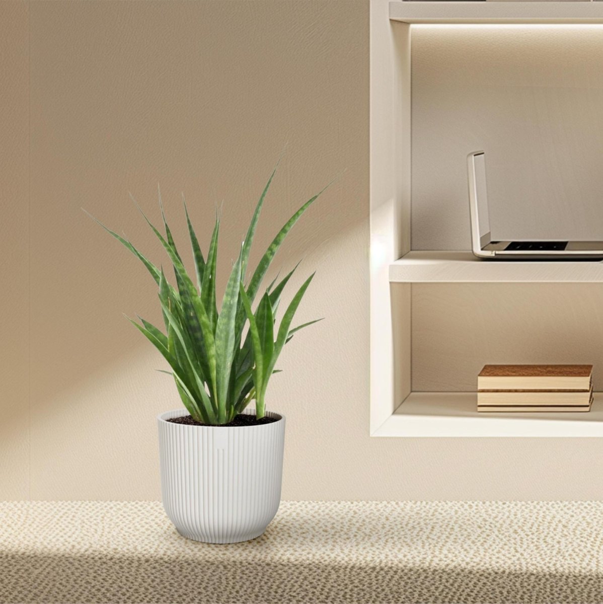 Sansevieria kirkii Friends 3 - LushLeaf | Online planten bestellen