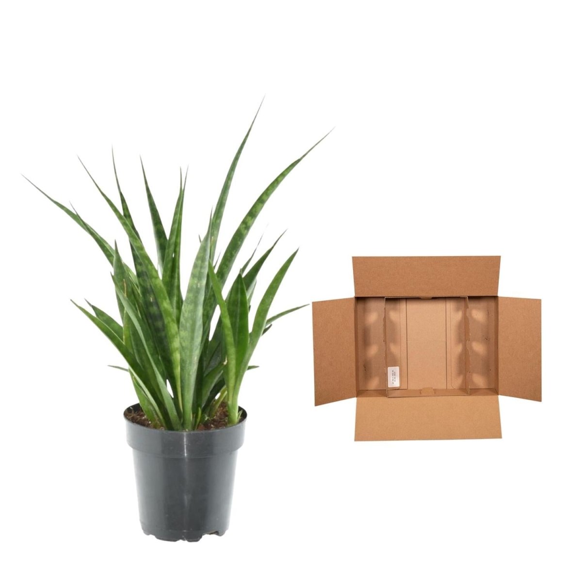 Sansevieria kirkii Friends 5 - LushLeaf | Online planten bestellen