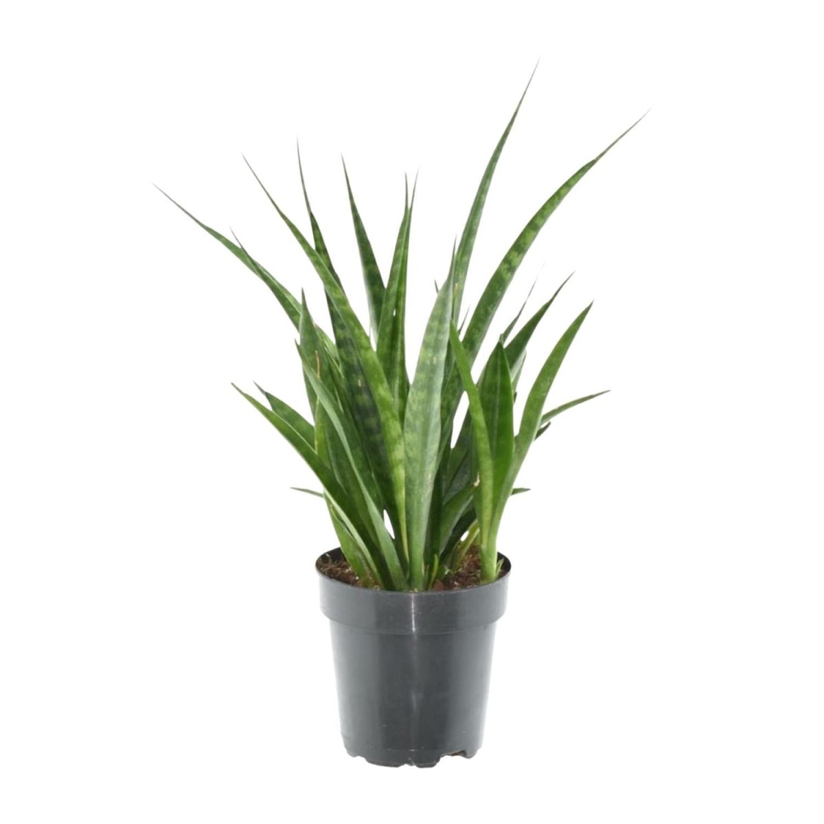 Sansevieria kirkii Friends 1 - LushLeaf | Online planten bestellen