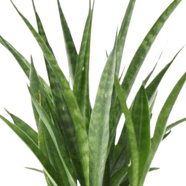 Sansevieria kirkii Friends 2 - LushLeaf | Online planten bestellen