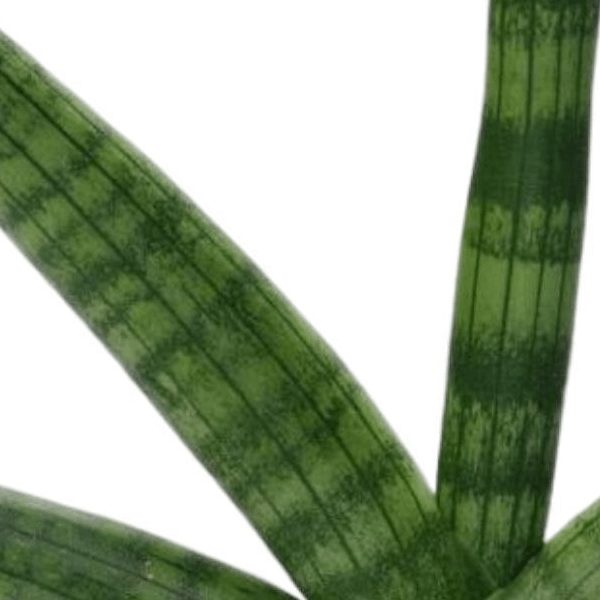 Sansevieria Skyline 2 - LushLeaf | Online planten bestellen