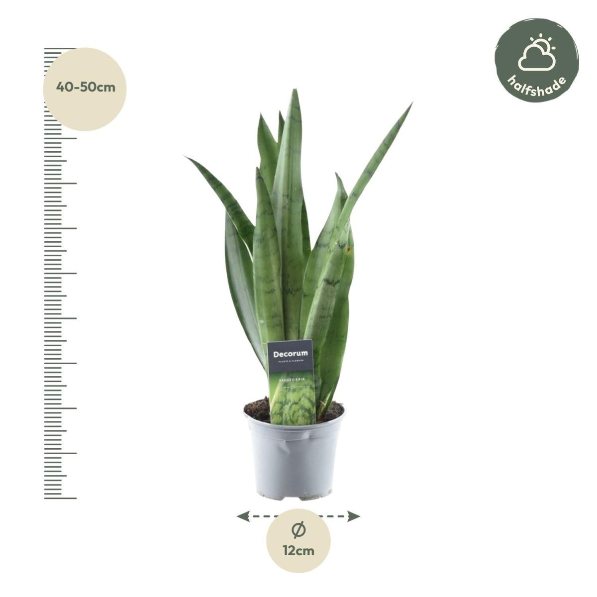 Sansevieria Spearmint 4 - LushLeaf | Online planten bestellen