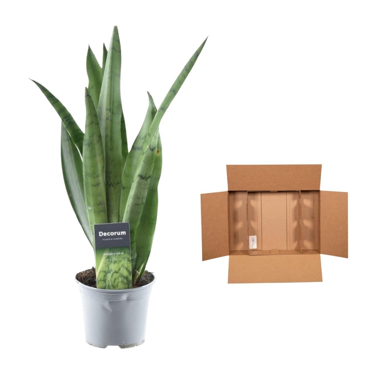 Sansevieria Spearmint 5 - LushLeaf | Online planten bestellen