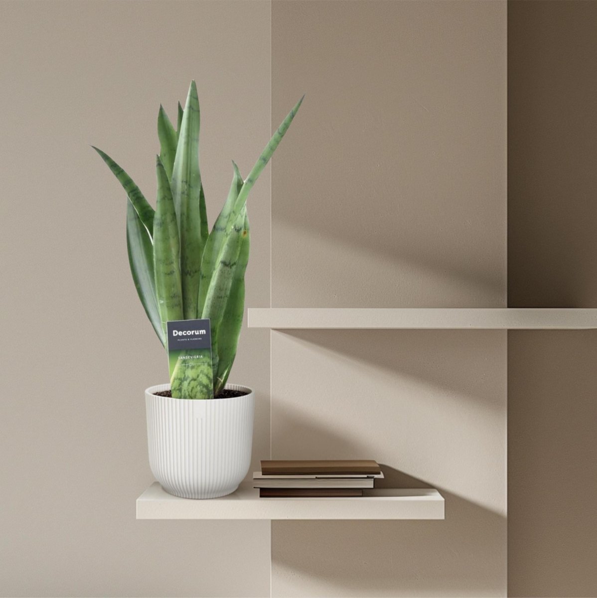 Sansevieria Spearmint 3 - LushLeaf | Online planten bestellen
