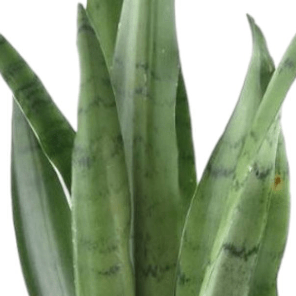 Sansevieria Spearmint 2 - LushLeaf | Online planten bestellen