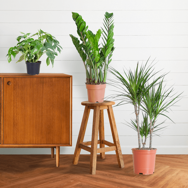 Schaduw Plantenset | 3 stuks 3 - LushLeaf | Online planten bestellen