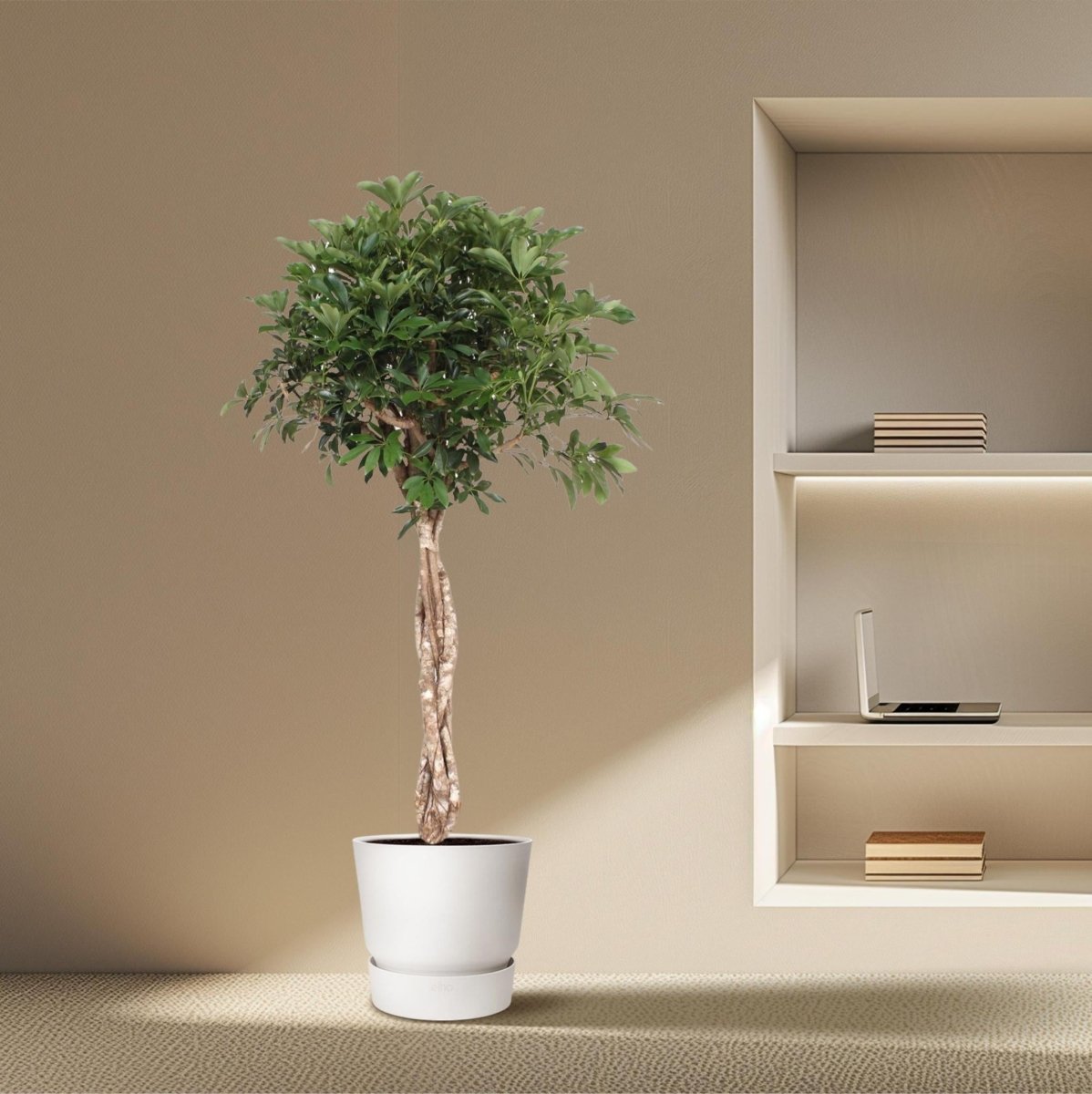 Schefflera Arboricola Compacta gevlochten stam 3 - LushLeaf | Online planten bestellen
