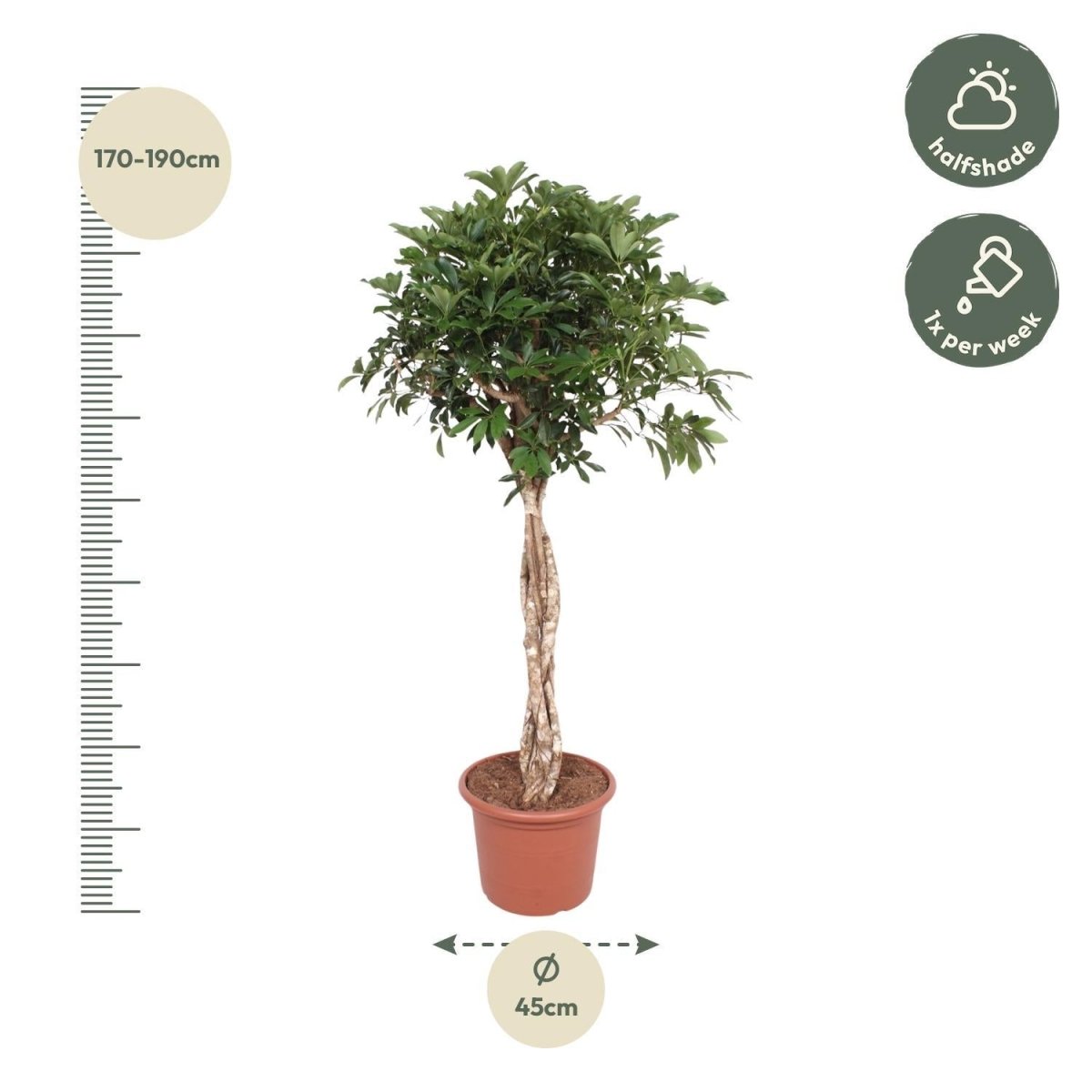 Schefflera Arboricola Compacta gevlochten stam 4 - LushLeaf | Online planten bestellen