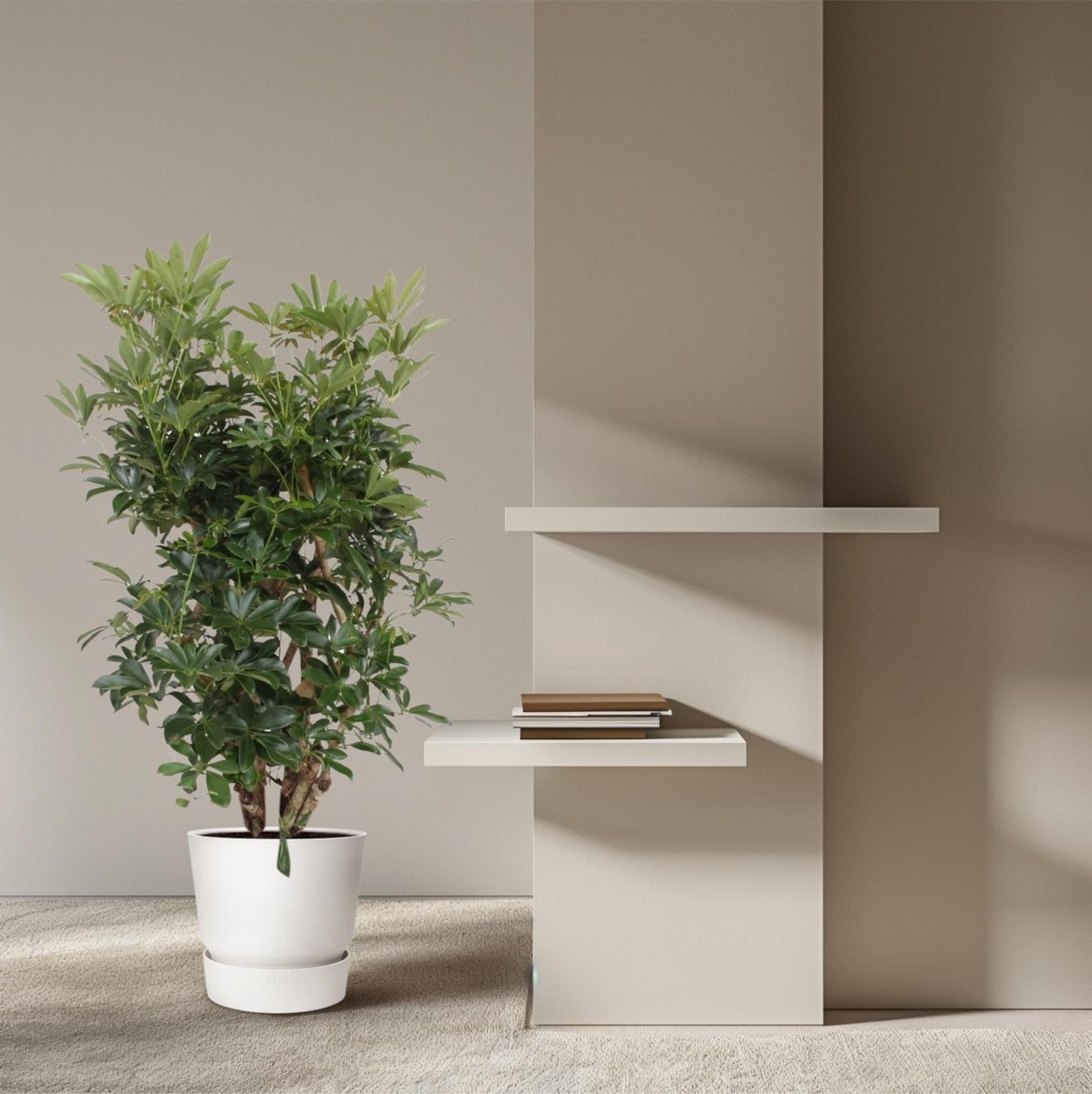 Schefflera Arboricola Compacta vertakt 3 - LushLeaf | Online planten bestellen