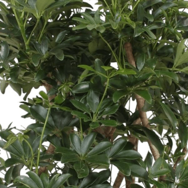 Schefflera Arboricola Compacta vertakt 2 - LushLeaf | Online planten bestellen