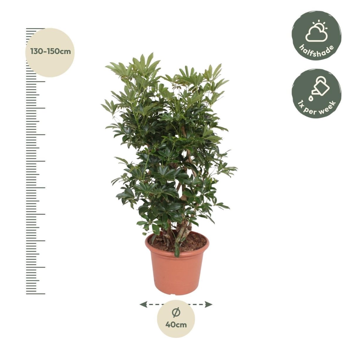 Schefflera Arboricola Compacta vertakt 4 - LushLeaf | Online planten bestellen