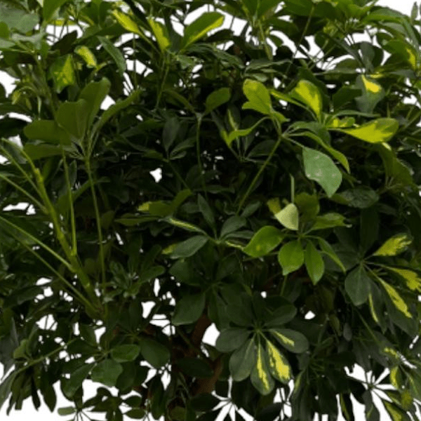 Schefflera Gold Capella stam 2 - LushLeaf | Online planten bestellen