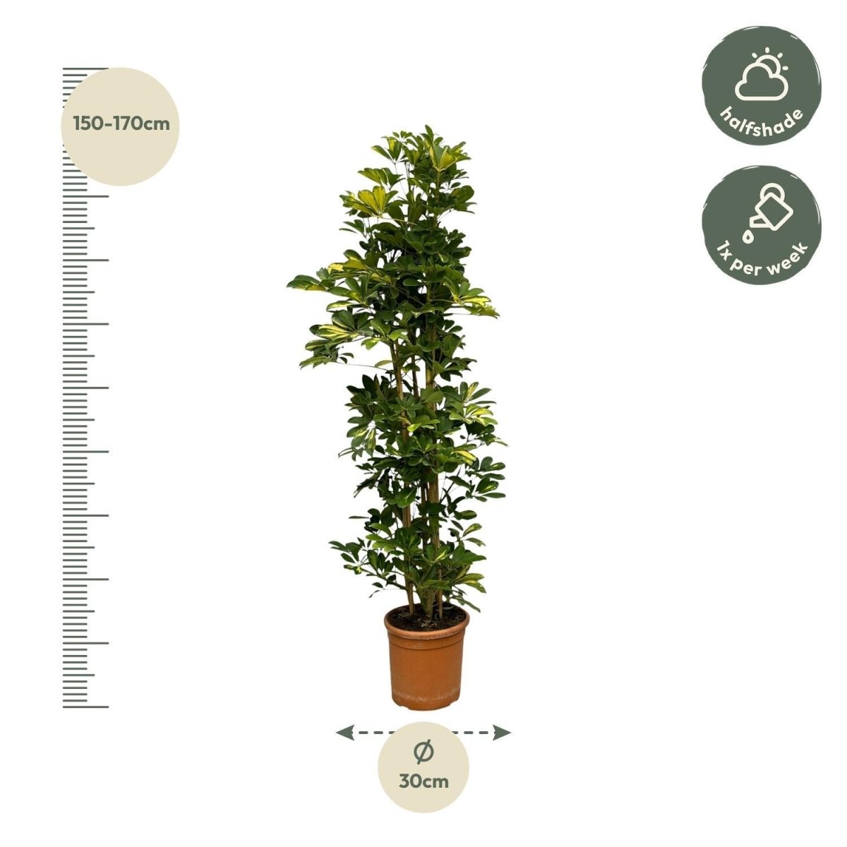 Schefflera Gold Capella struik 4 - LushLeaf | Online planten bestellen