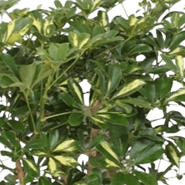 Schefflera Gold Capella vertakt 2 - LushLeaf | Online planten bestellen