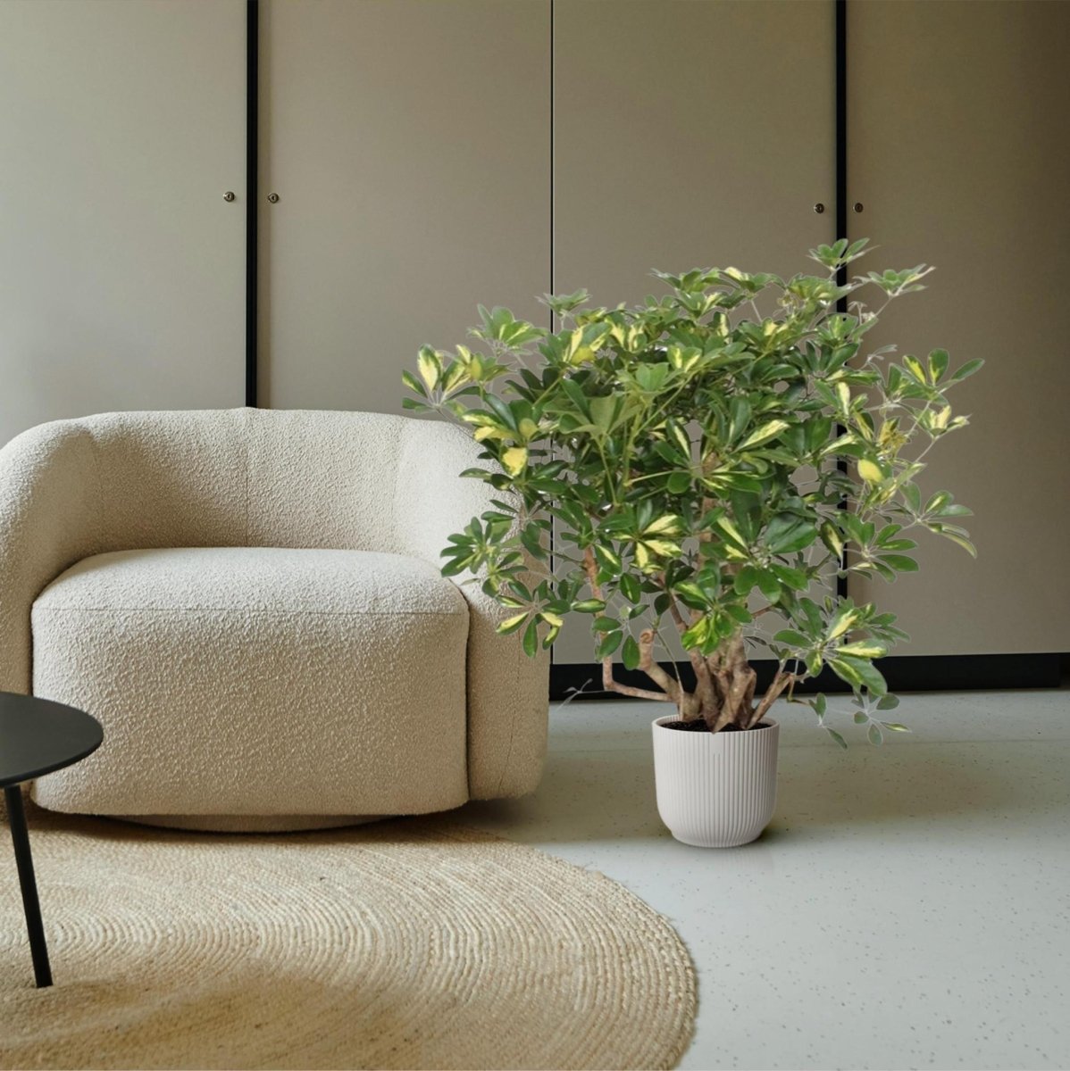 Schefflera Gold Capella vertakt 3 - LushLeaf | Online planten bestellen