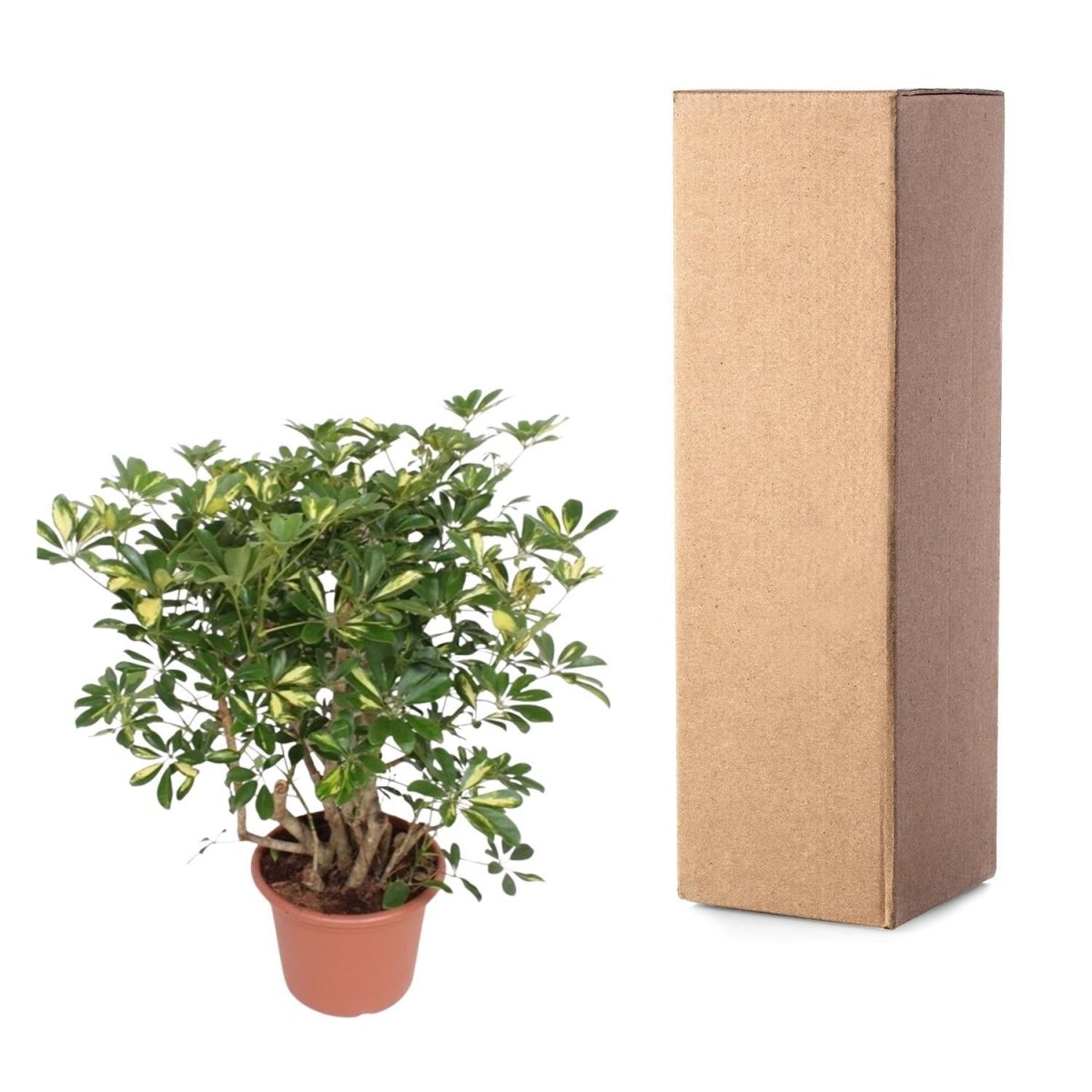 Schefflera Gold Capella vertakt 5 - LushLeaf | Online planten bestellen