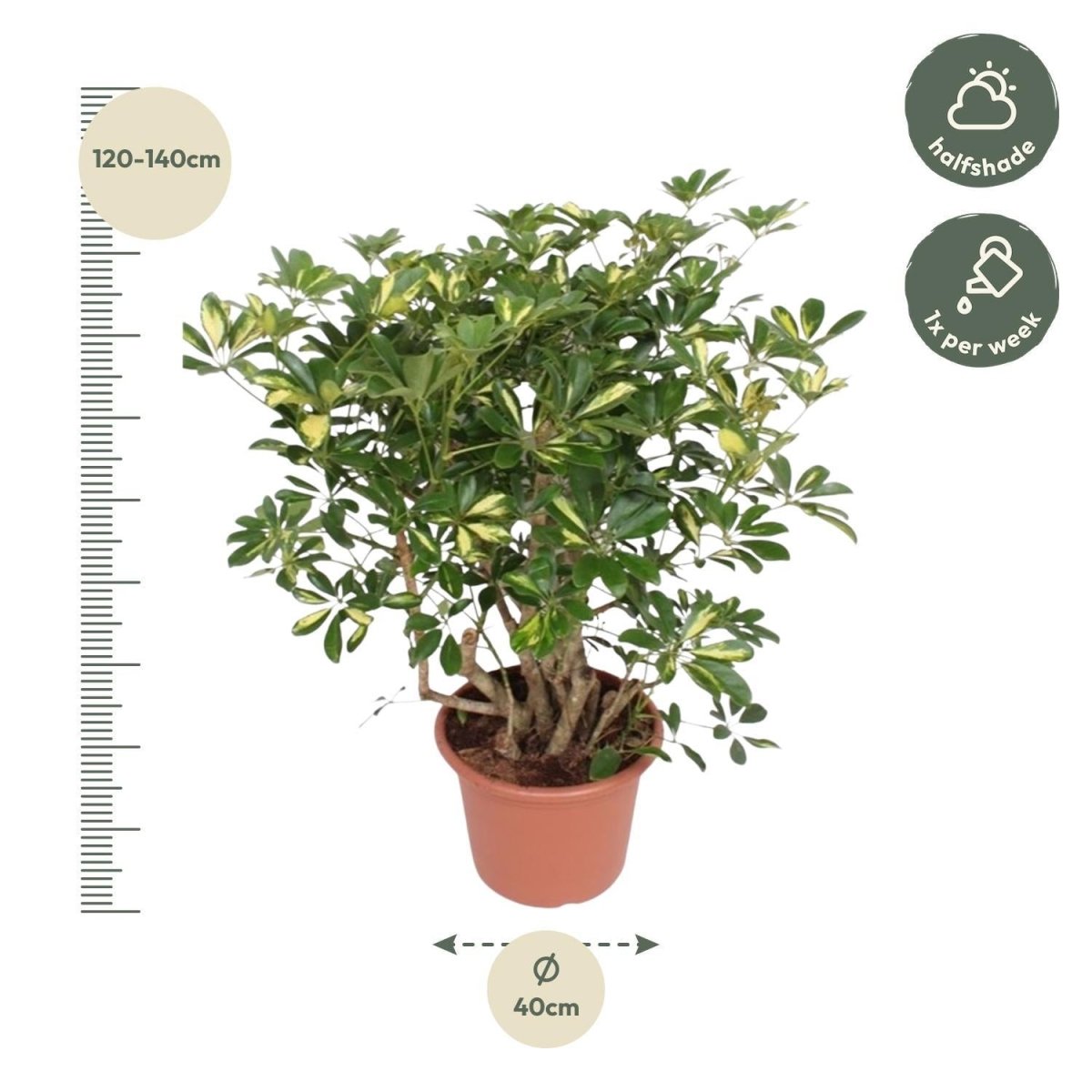 Schefflera Gold Capella vertakt 4 - LushLeaf | Online planten bestellen