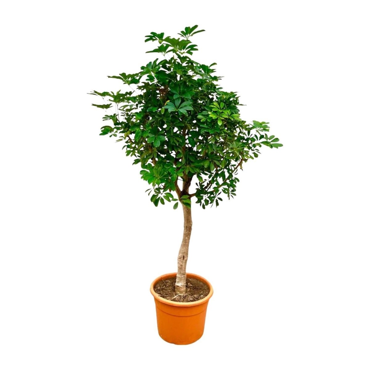 Schefflera op stam | XL 6 - LushLeaf | Online planten bestellen