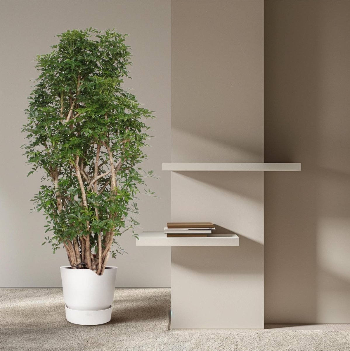 Scheflera Luseana 3 - LushLeaf | Online planten bestellen