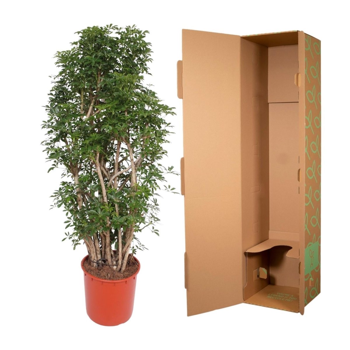Scheflera Luseana 5 - LushLeaf | Online planten bestellen