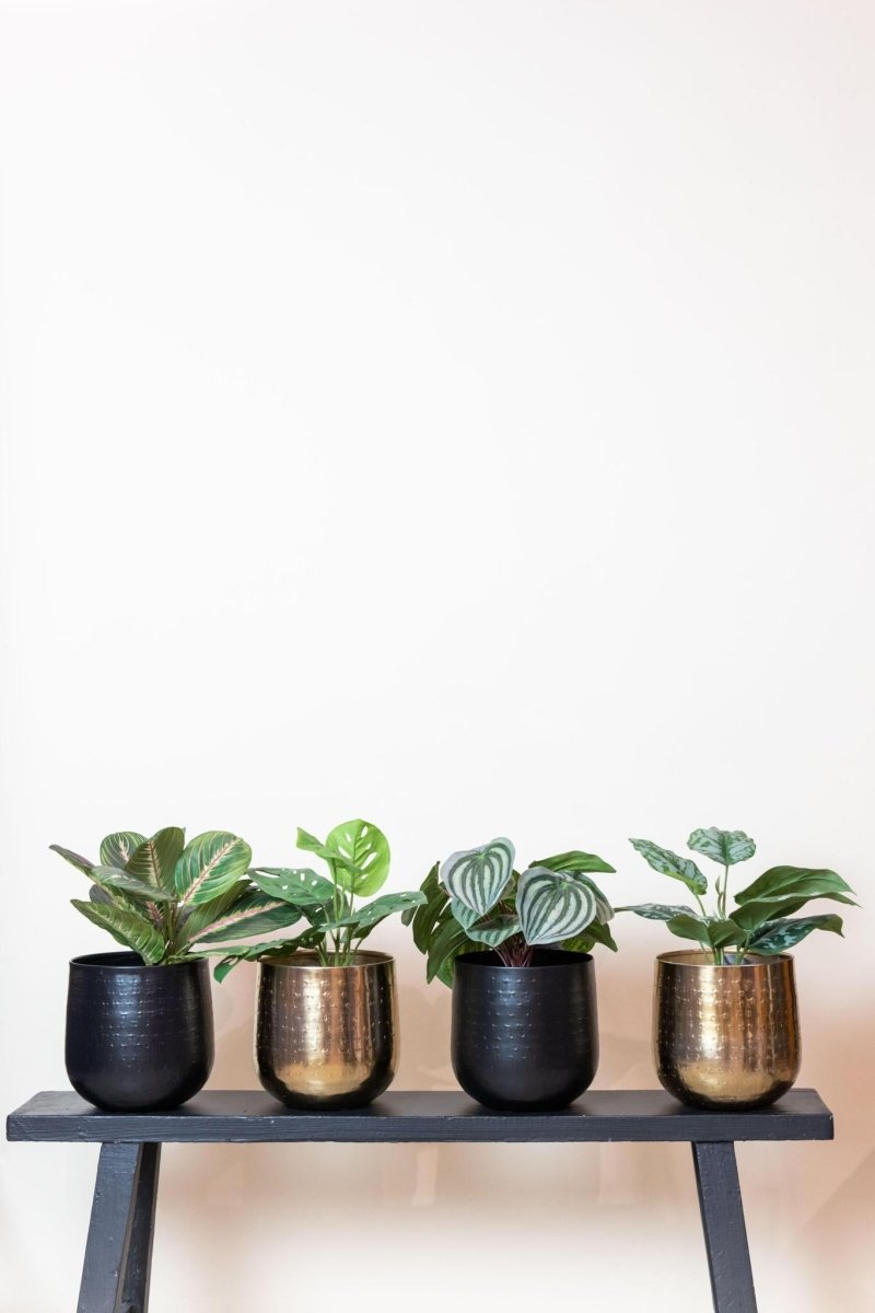 Scindapsus Pictus - Geluksplant | Kunstplant 3 - LushLeaf | Online planten bestellen