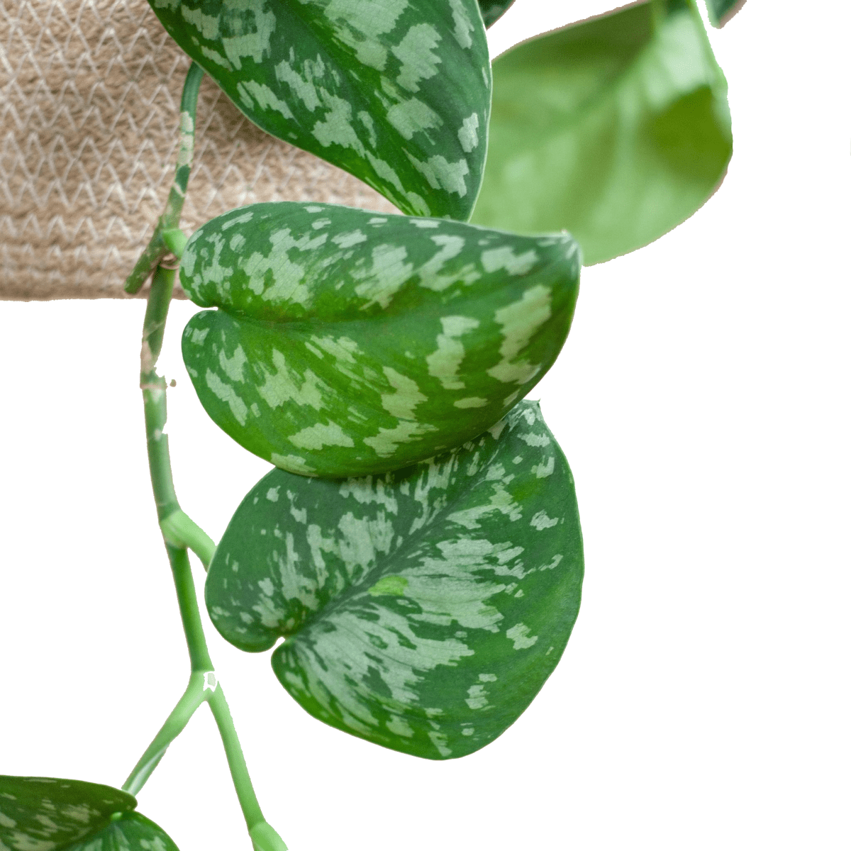 Scindapsus Pictus met hangpot 2 - LushLeaf | Online planten bestellen