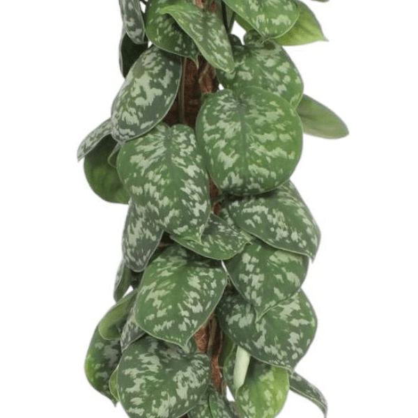 Scindapsus Pictus Trebie mosstok 2 - LushLeaf | Online planten bestellen