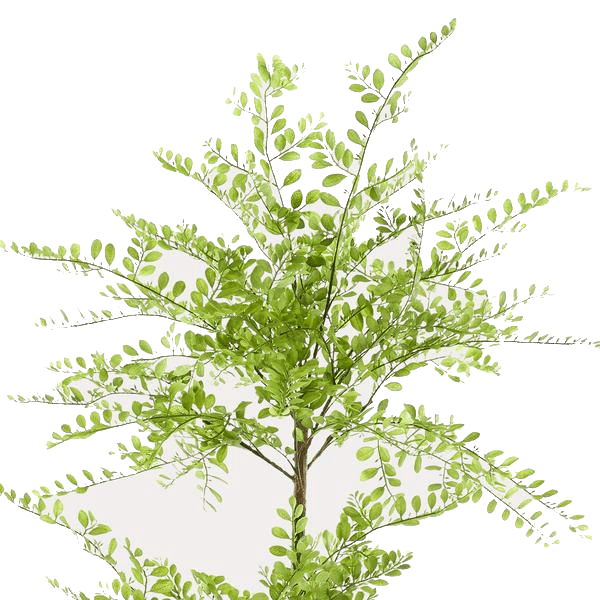 Sophora tree - Honingboom | kunstplant 2 - LushLeaf | Online planten bestellen