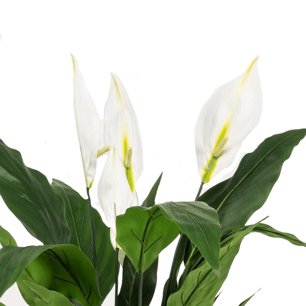 Spathiphyllum - Lepelplant | kunstplant 2 - LushLeaf | Online planten bestellen