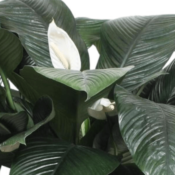 Spathiphyllum Sensation 2 - LushLeaf | Online planten bestellen