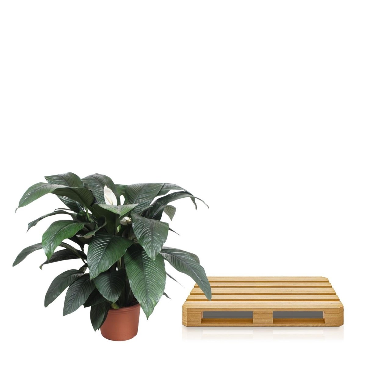 Spathiphyllum Sensation 5 - LushLeaf | Online planten bestellen